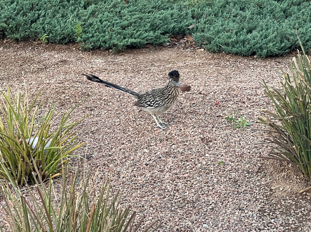 阿尔伯克基市中心帕克酒店主图