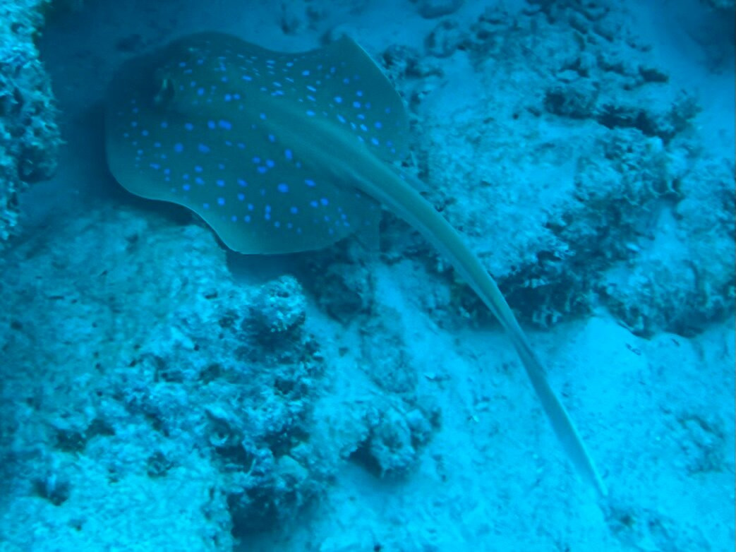 Eagle Ray Divers-Matemwe必去景点