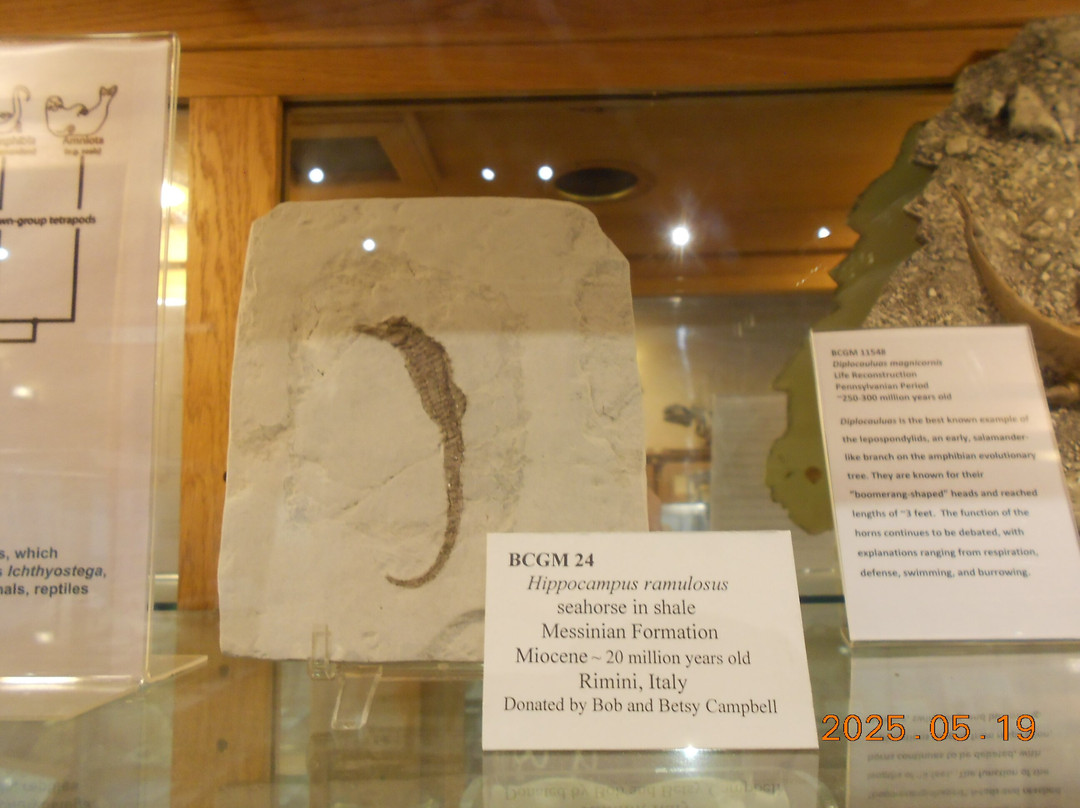 Bob Campbell Geology Museum-克莱姆森必去景点