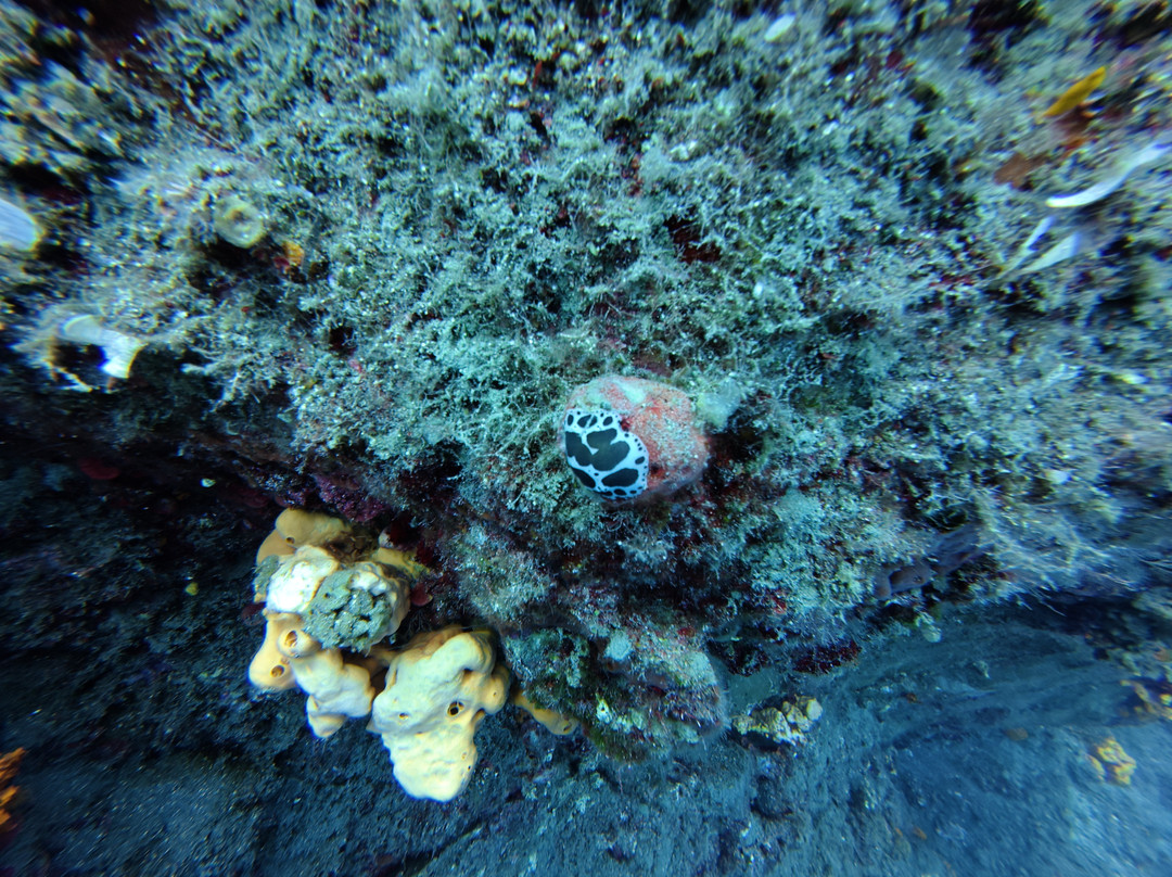 Caldera Diving Center-佩里沃罗必去景点