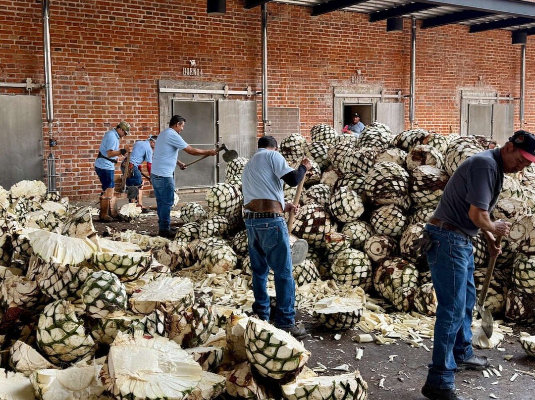 Experience Agave-特基拉必去景点