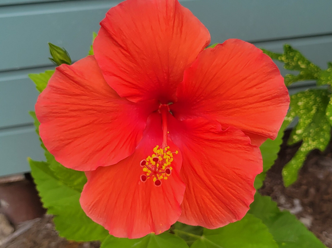 The Breakers Cocos主图