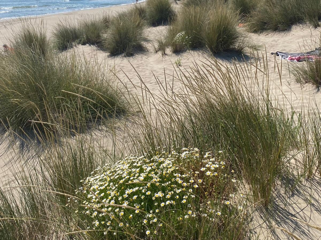 Plage de l’Espiguette景点图片