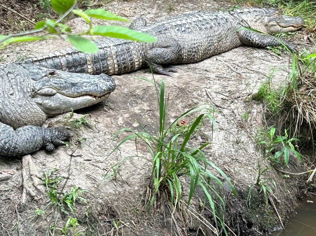 The Swamp Park景点图片