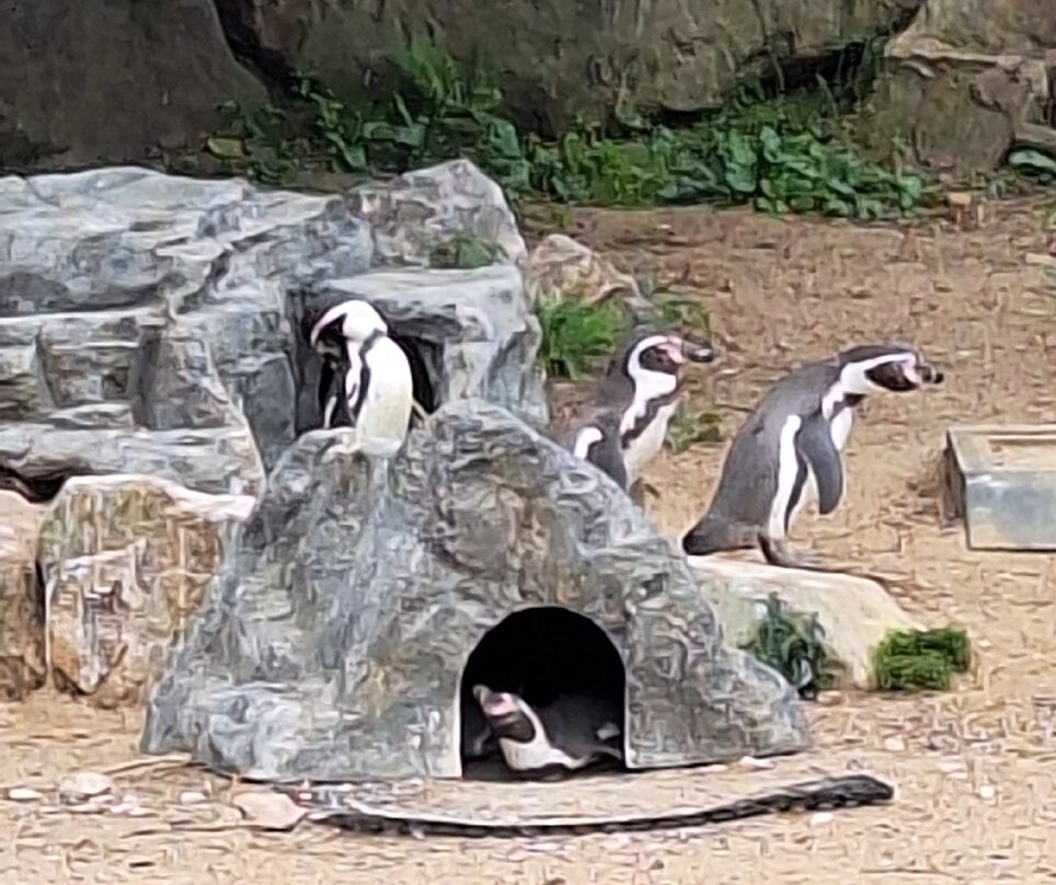 Peak Wildlife Park景点图片