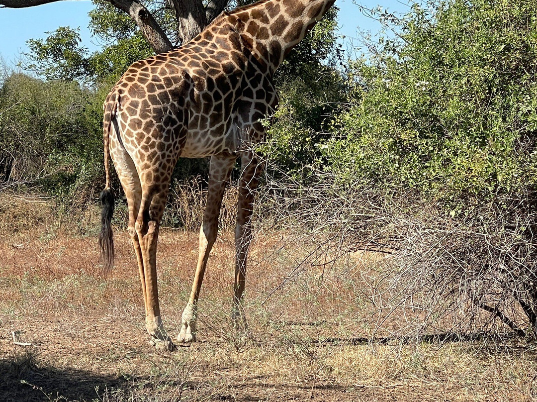 Mopani Safari Lodge主图