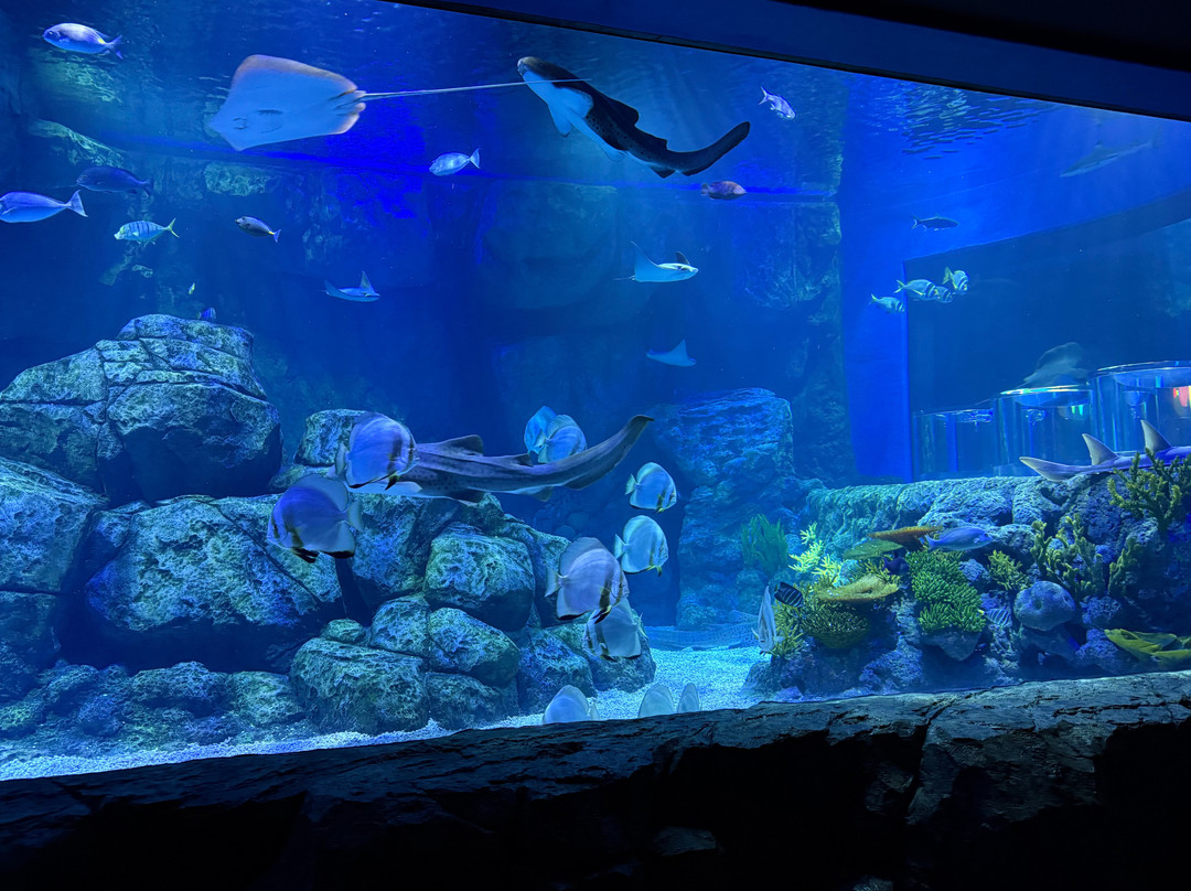 Marassi Aquarium & Underwater Zoo景点图片