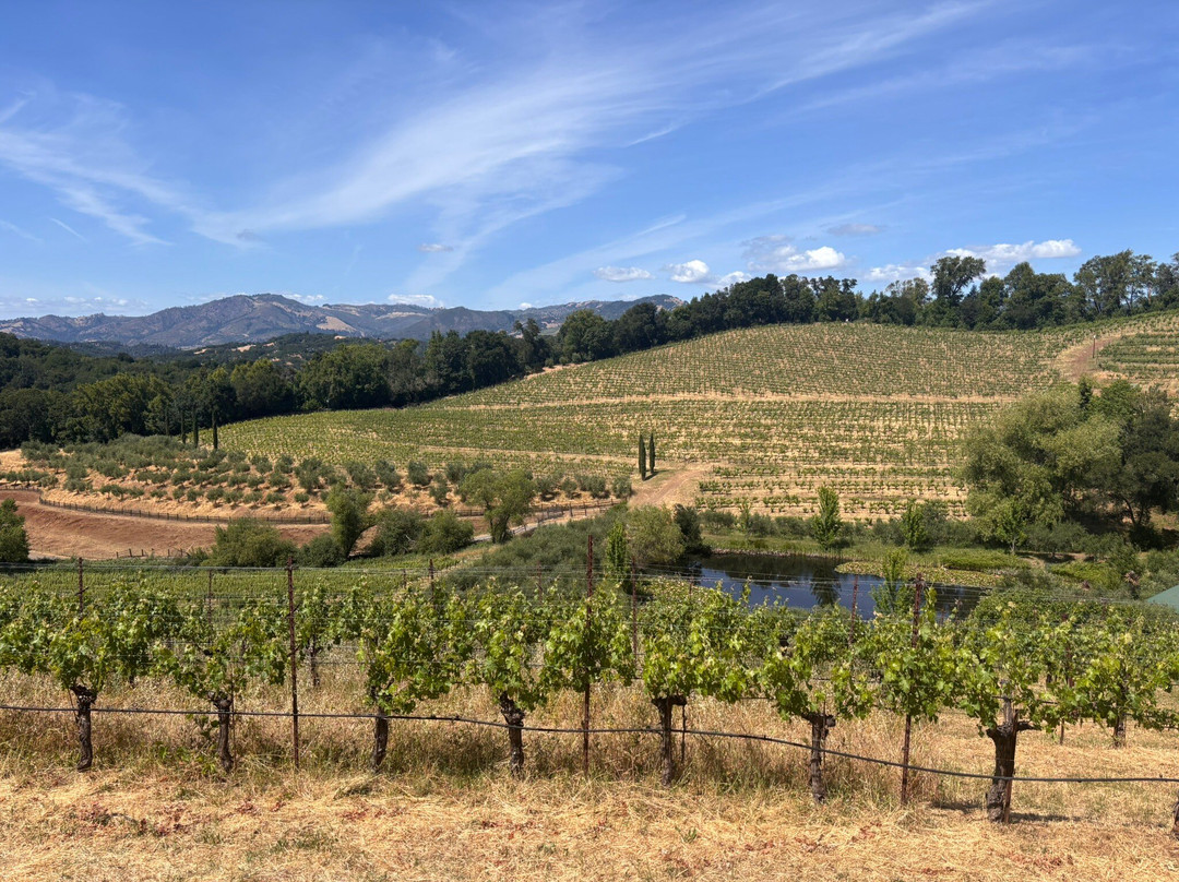 Benziger Family Winery景点图片