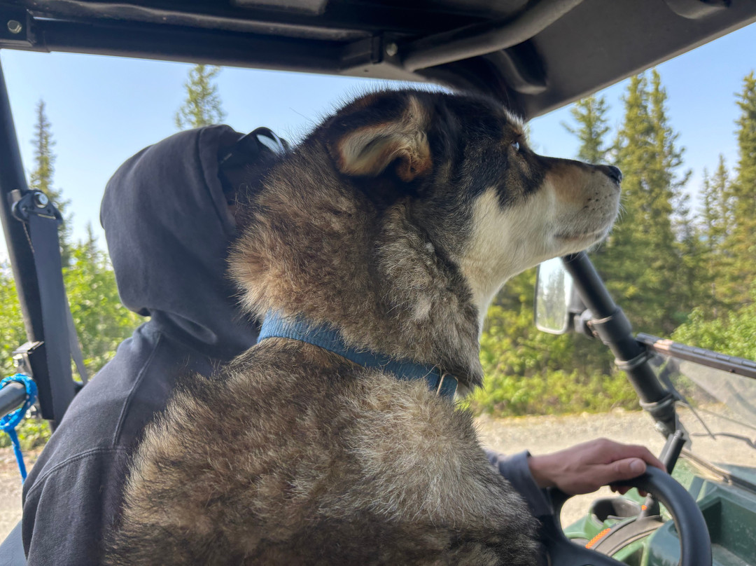 Squid Acres Kennel Dogsled Tours-坎特维尔必去景点