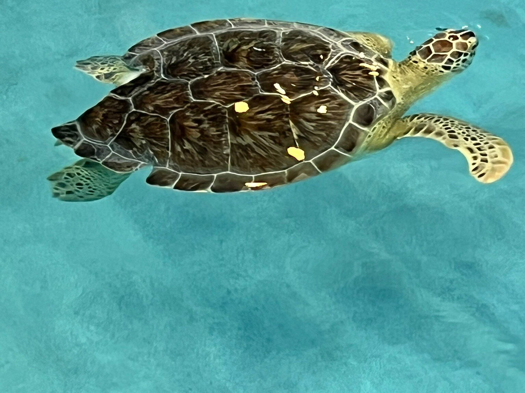 Navarre Beach Sea Turtle Conservation Center-纳瓦拉必去景点