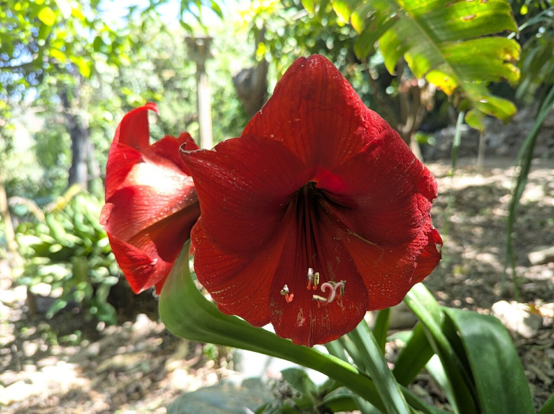 Botanical Park & Gardens of Crete-Omalos必去景点