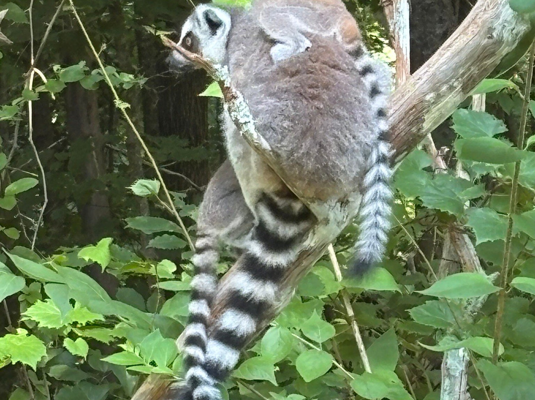 Duke Lemur Center-达勒姆必去景点