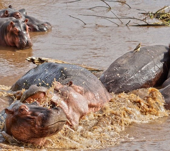 Luangwa River Camp - Robin Pope Safaris