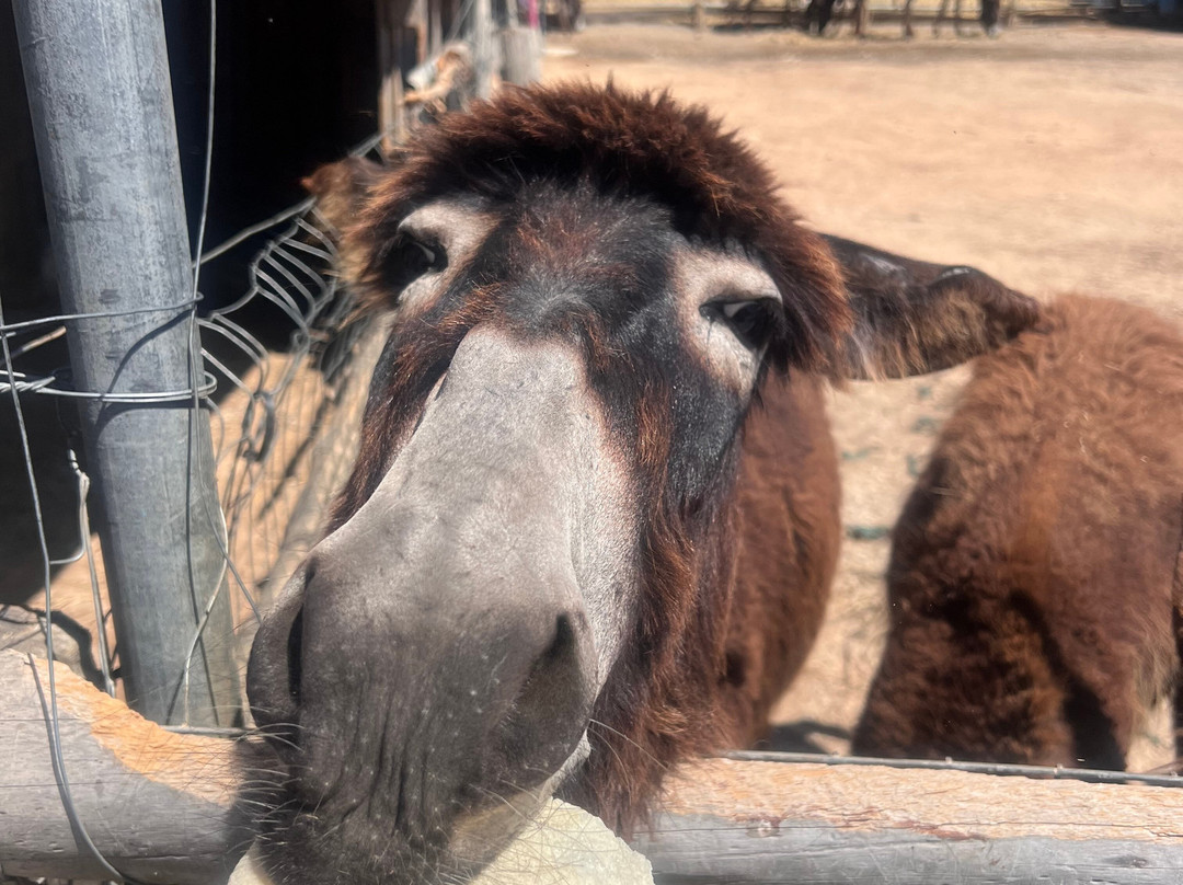 Bees House Rodos-Archipoli必去景点