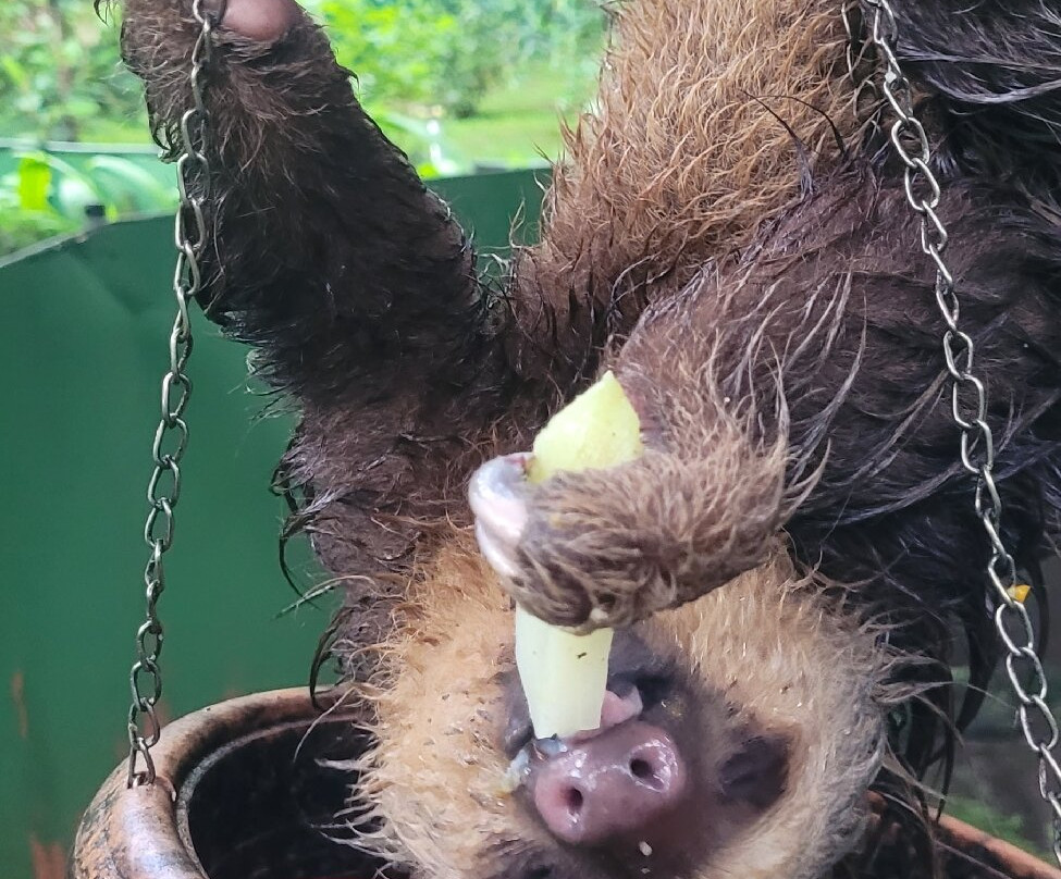 Costa Rica Animal Rescue Center-Turrucares必去景点