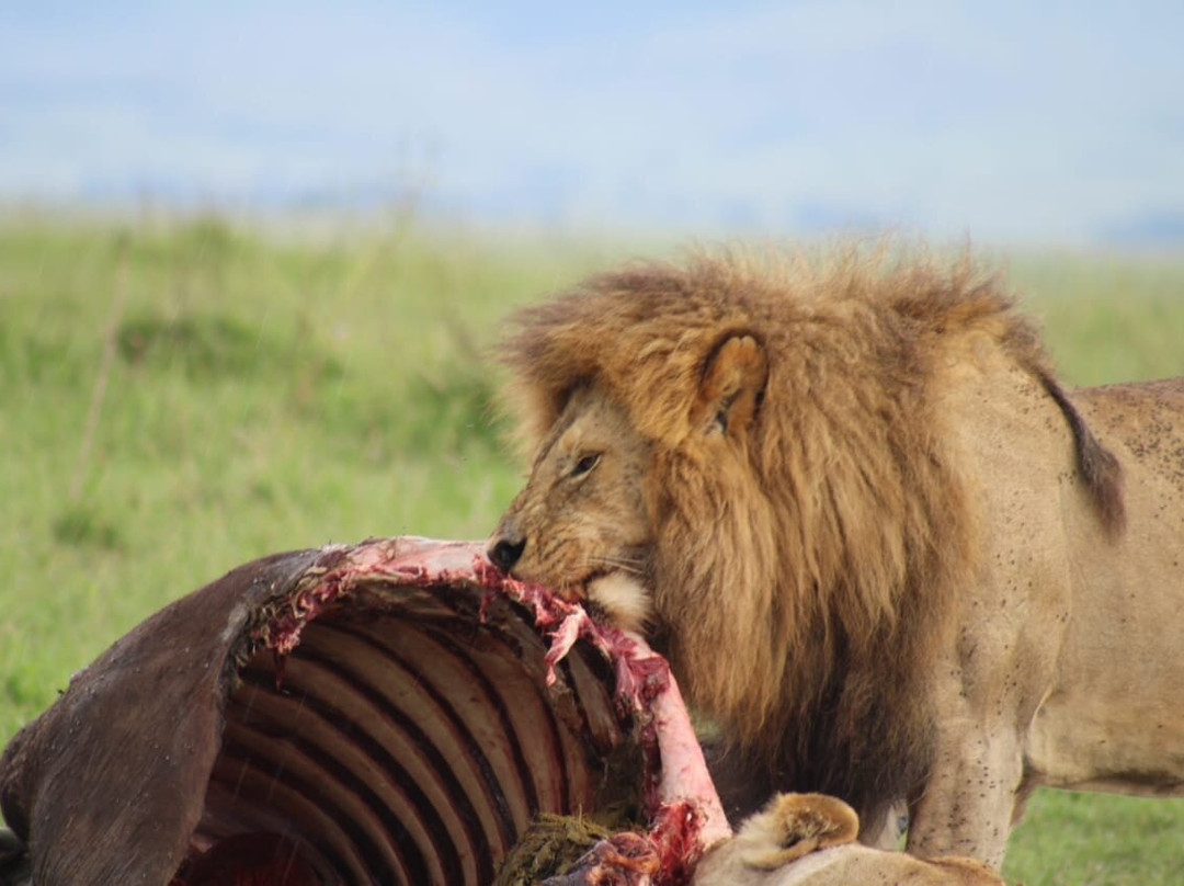 Seven Wonders Safaris-Usa River必去景点