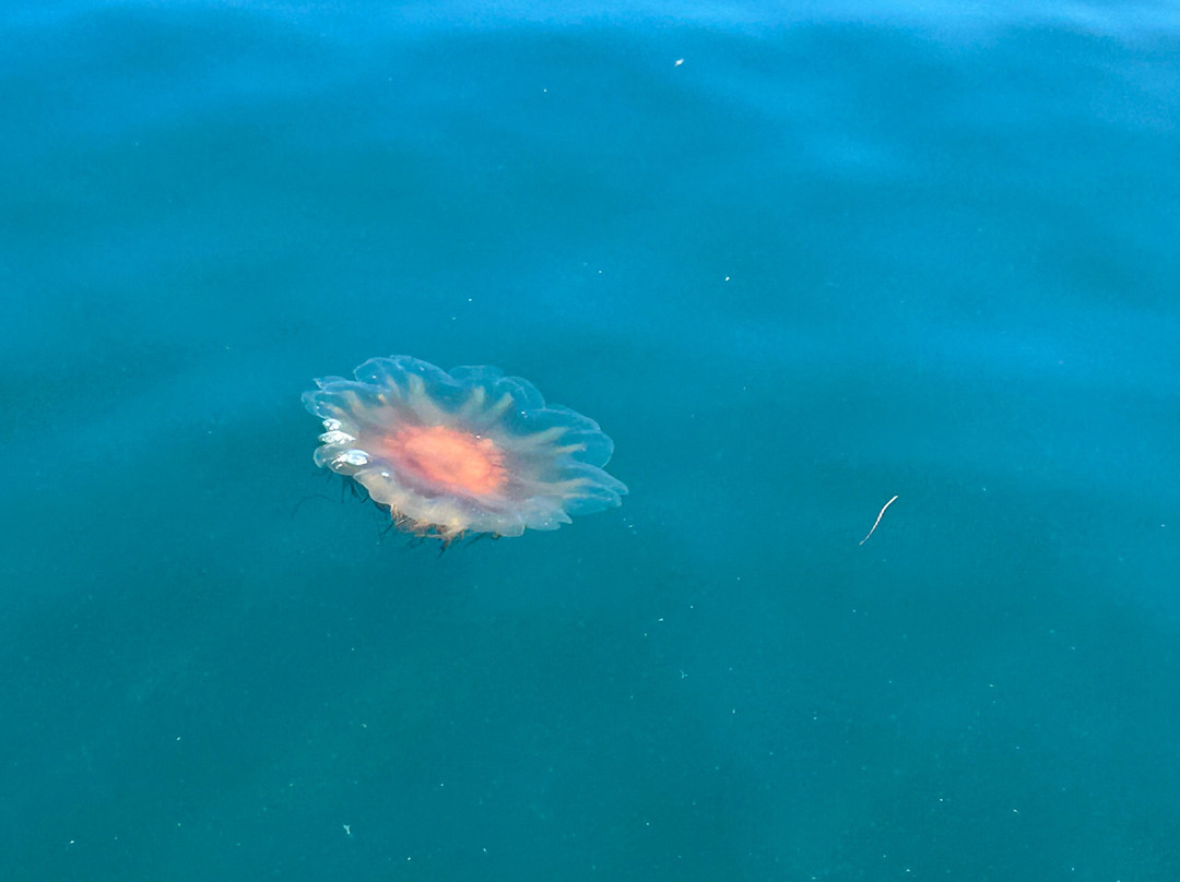 Island Quest Marine-Saint Andrews必去景点