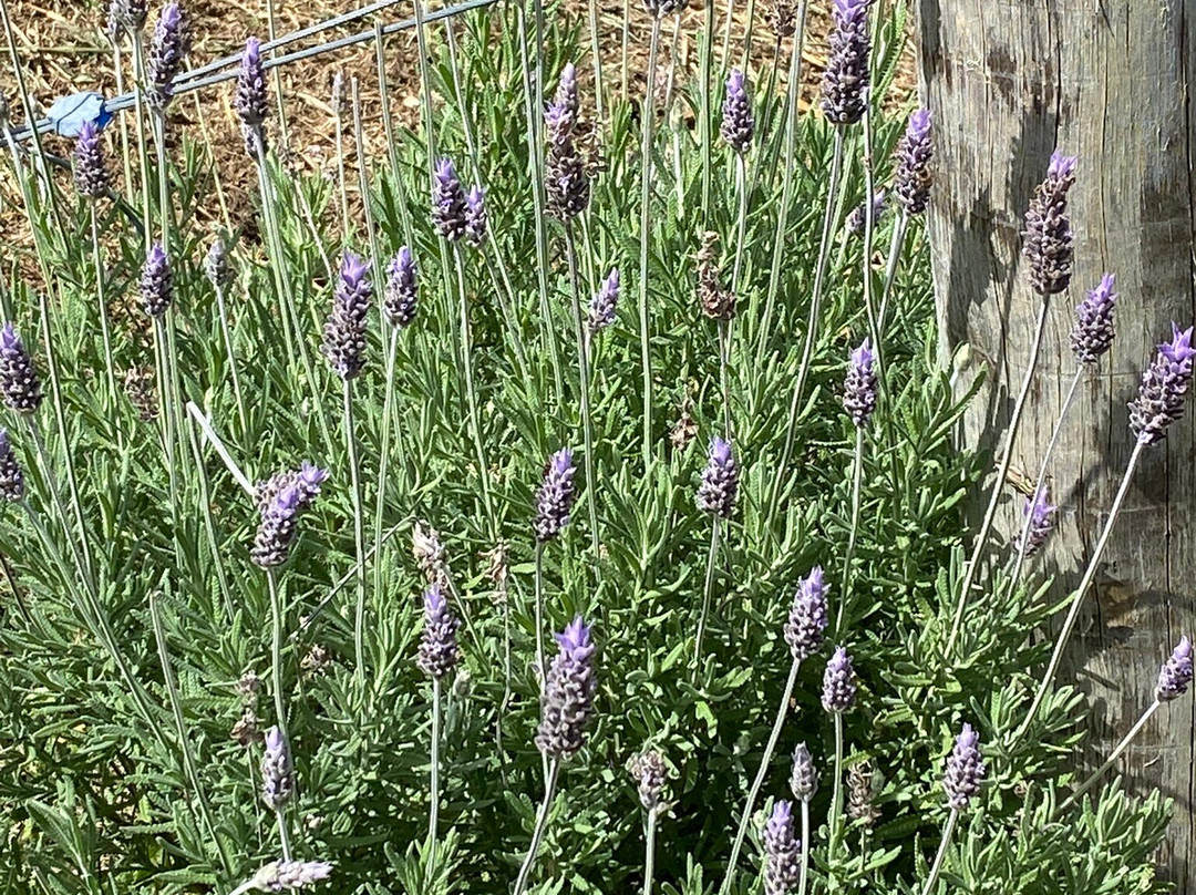 Vinícola Artesã-Goncalves必去景点