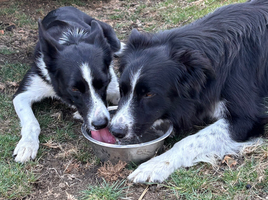 Nij Vyas Sheepdog Experience-East Norton必去景点