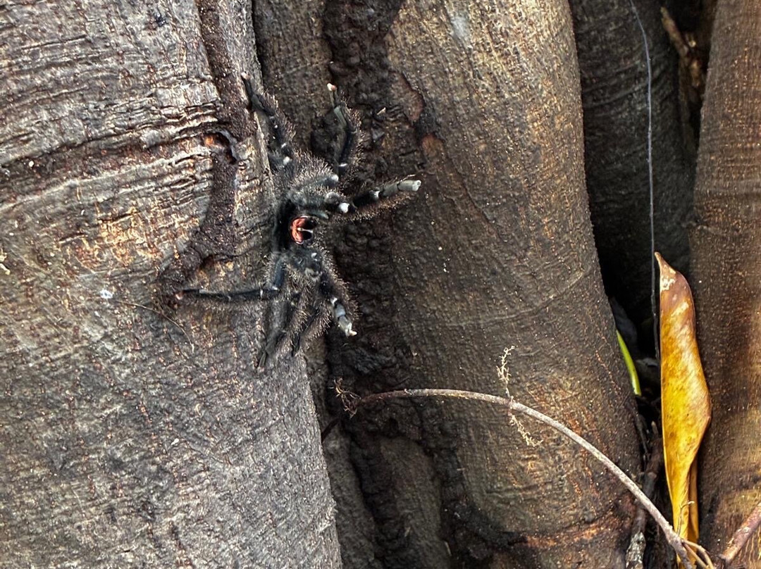 Green Wild Amazon Expedition-伊基托斯必去景点
