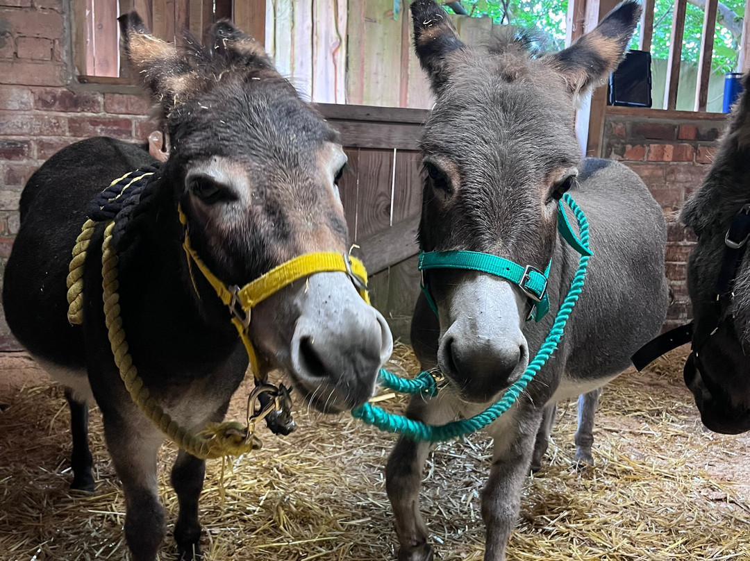 Moel Famau Donkeys-Llanferres必去景点