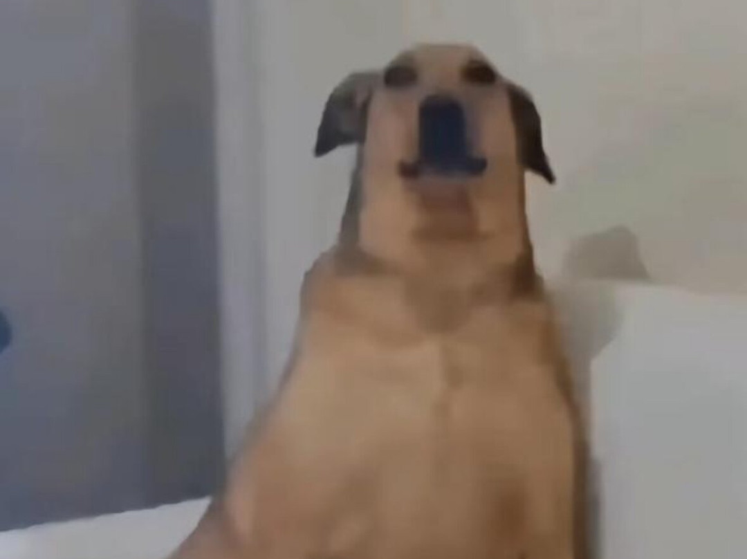 Dzhamp