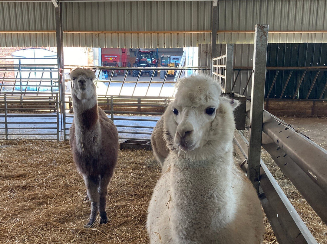 Boston Park Farm Maize Maze-唐克斯特必去景点