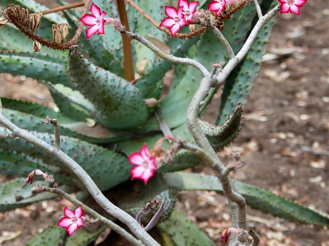 Nandzana Safaris-伐拉博瓦必去景点