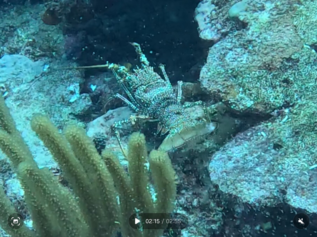 PR Dive-Bayamon必去景点