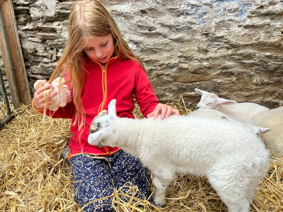Hold A Baby Lamb-Glanfahan必去景点