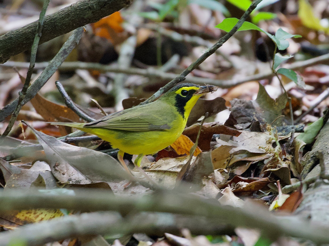 American Birding Guides-Patagonia必去景点