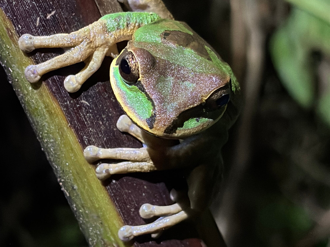 Frog's Paradise-Bijagua de Upala必去景点