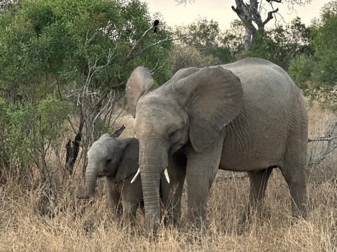 Elephant Herd Tours & Safaris-雾观必去景点