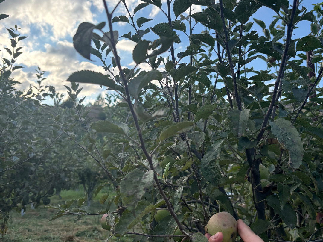 Acol Armenian Ethnic Manor-Dilijan必去景点