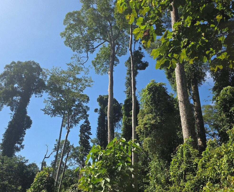 Sepilok Orangutan Rehabilitation Centre-山打根必去景点