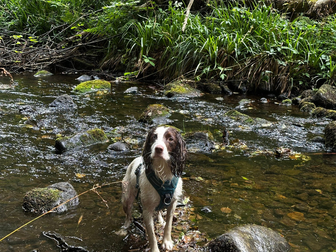 Hamsterley Forest-Hamsterley必去景点