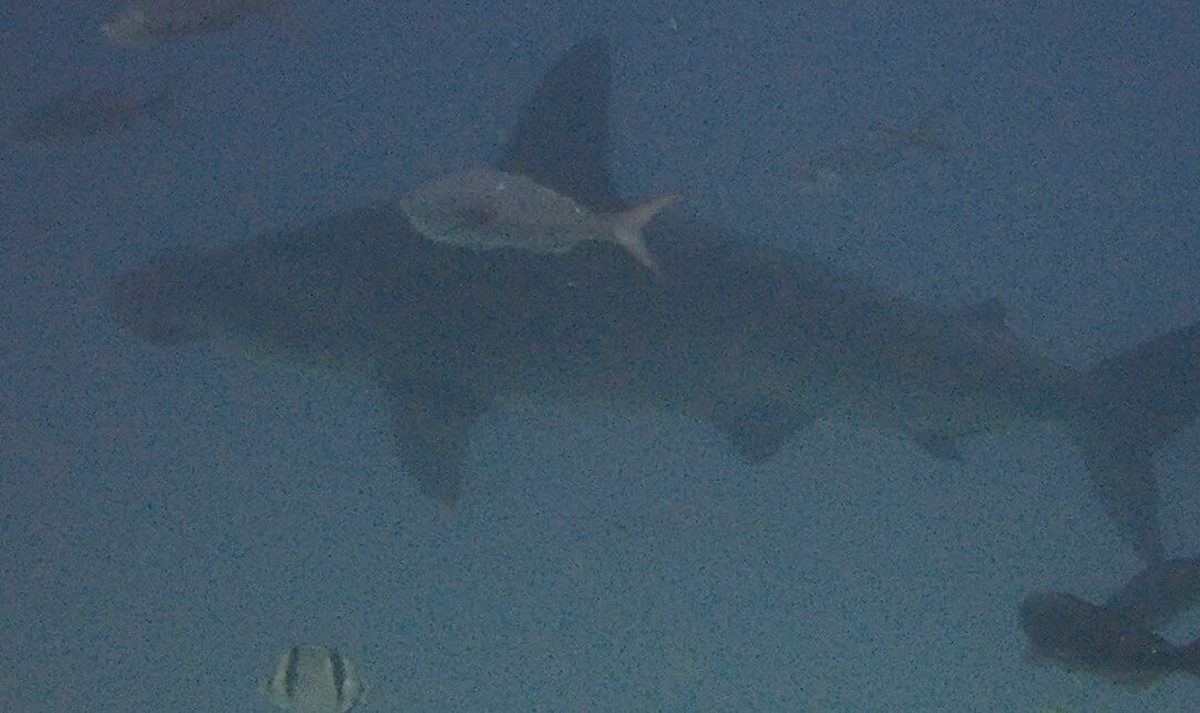 Scuba Iguana-阿约拉港必去景点