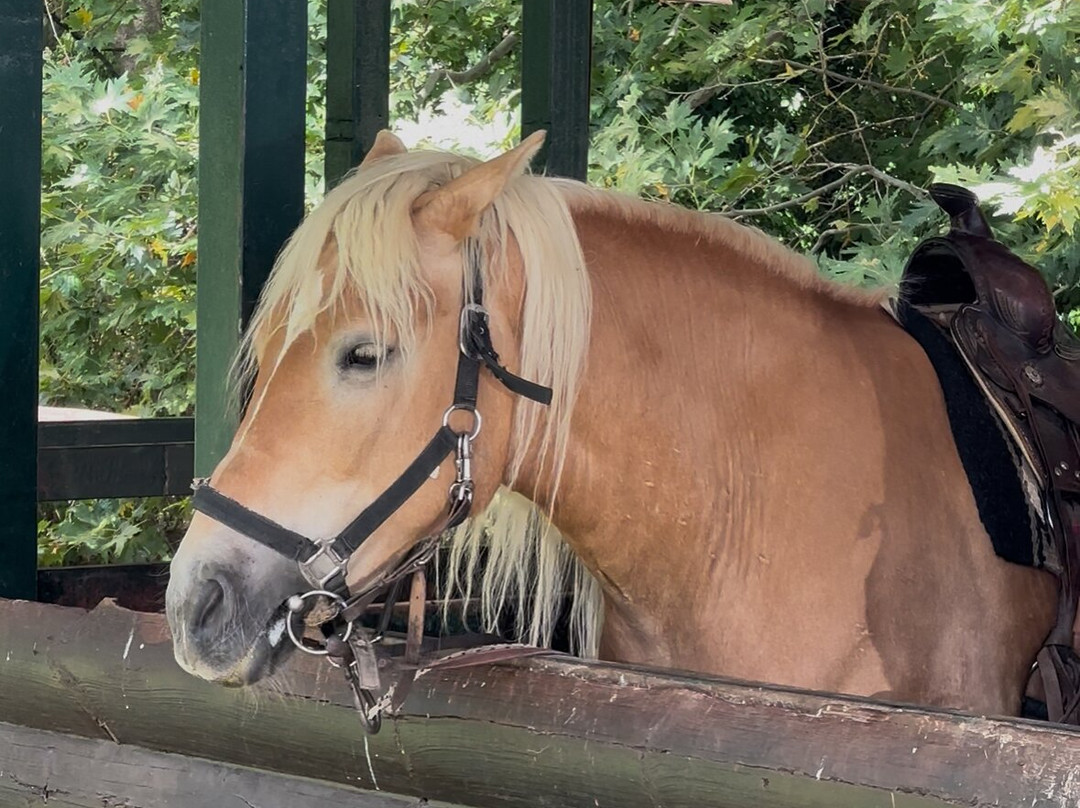 Saloon Park-卡尔派尼西必去景点