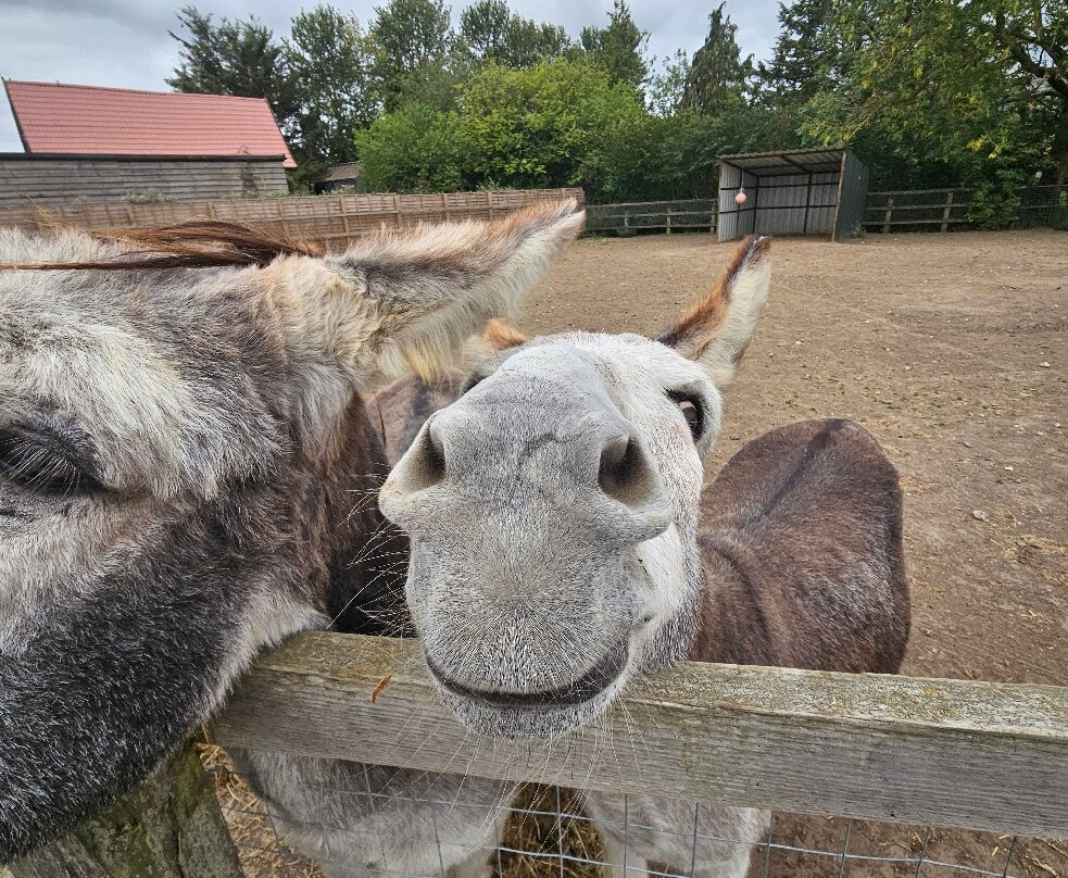 Oasis Camel Park-Halesworth必去景点
