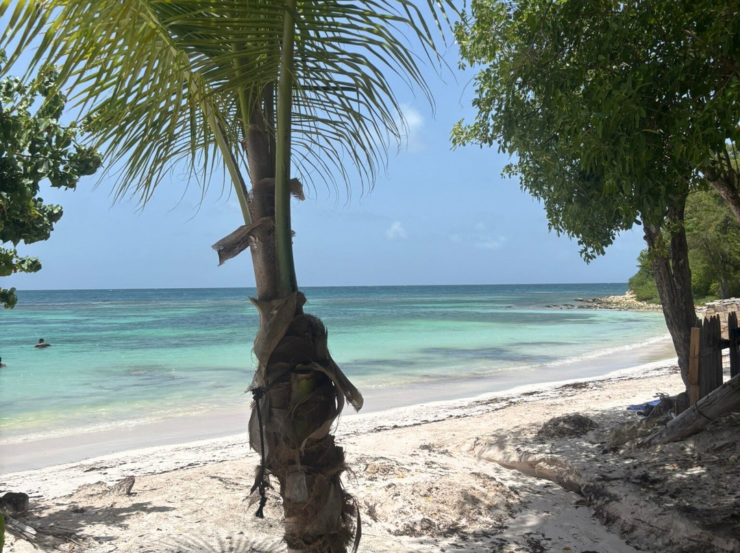 Sweet Wadadli Jungle Rides