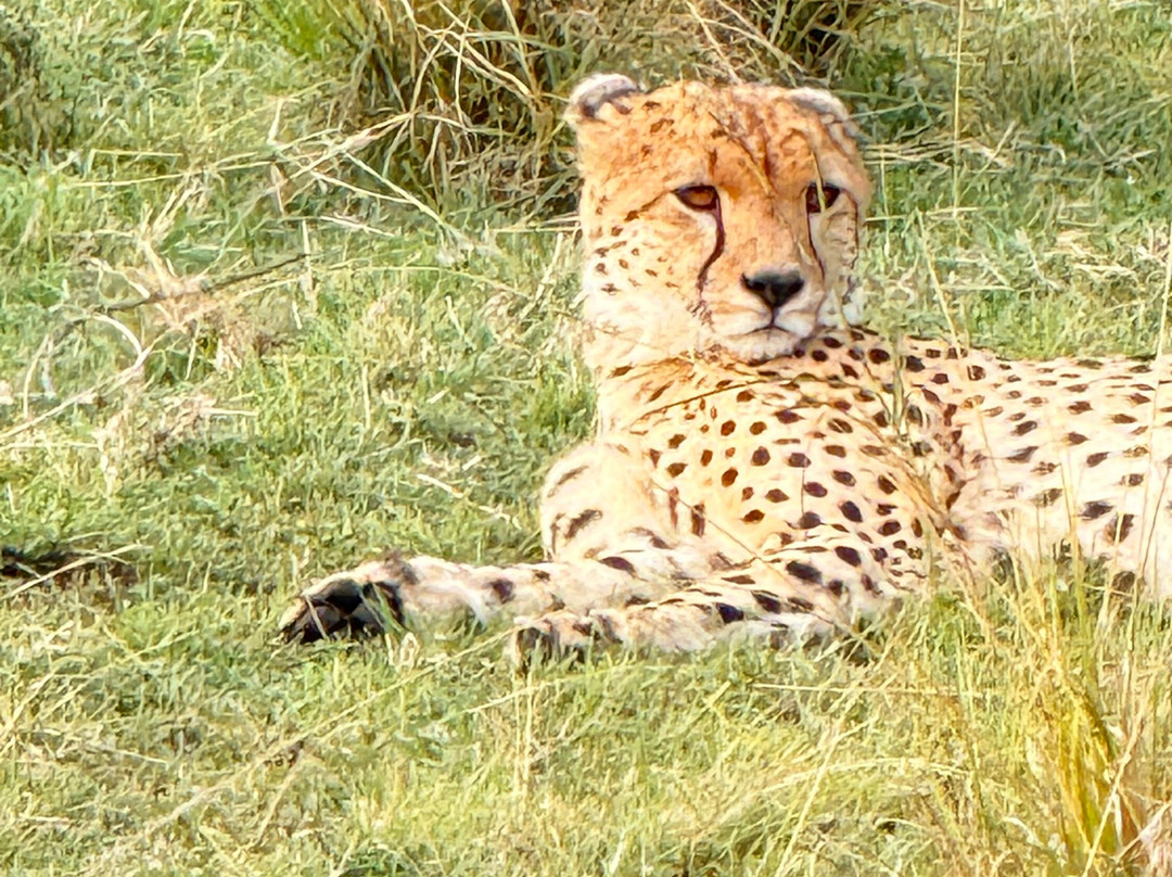 Brighte Maasai Adventures-Mara North Conservancy必去景点