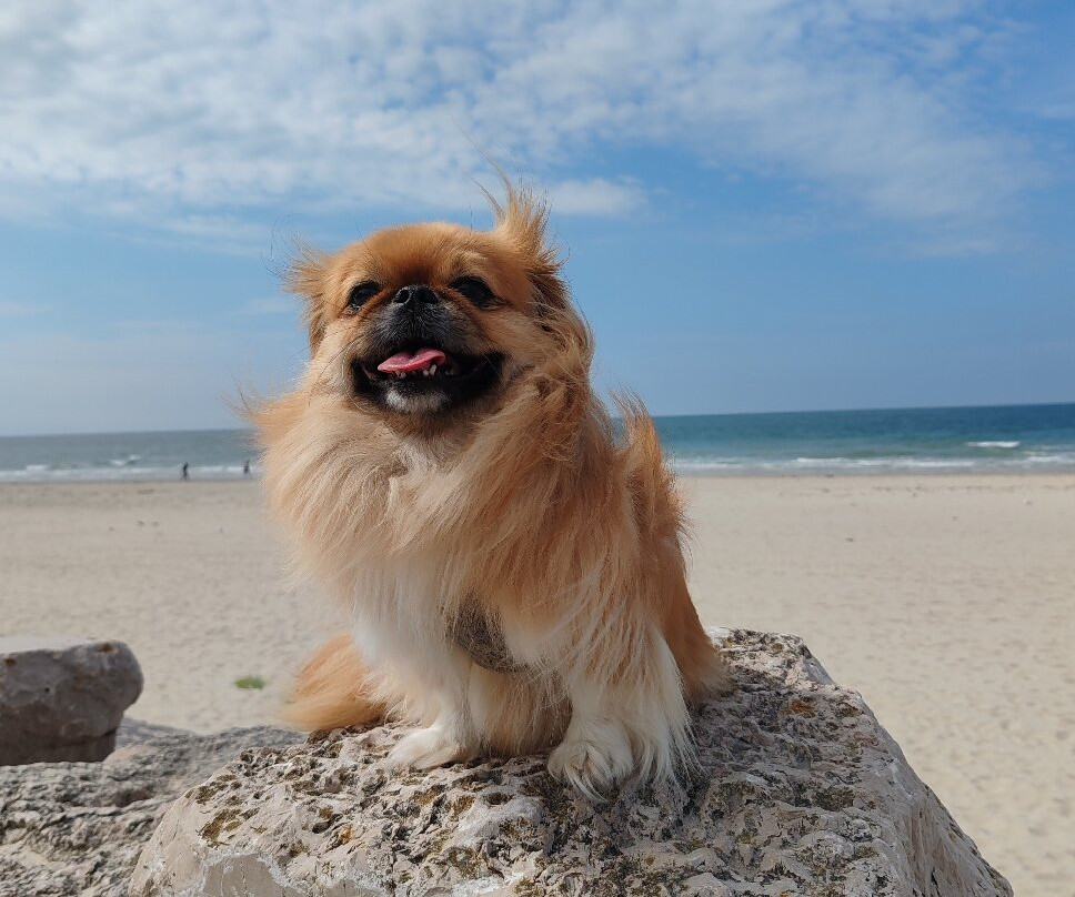 Berck Sur Mer-Berck必去景点