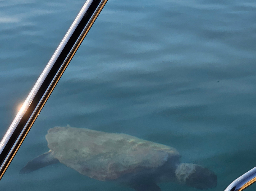 Seascape VIP cruises-提斯里菲必去景点