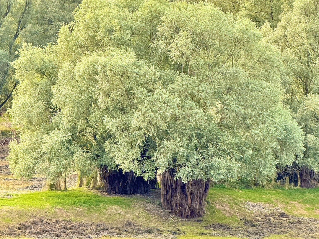 Aube Regional Natural Park of the Orient Forest-Grand Est必去景点