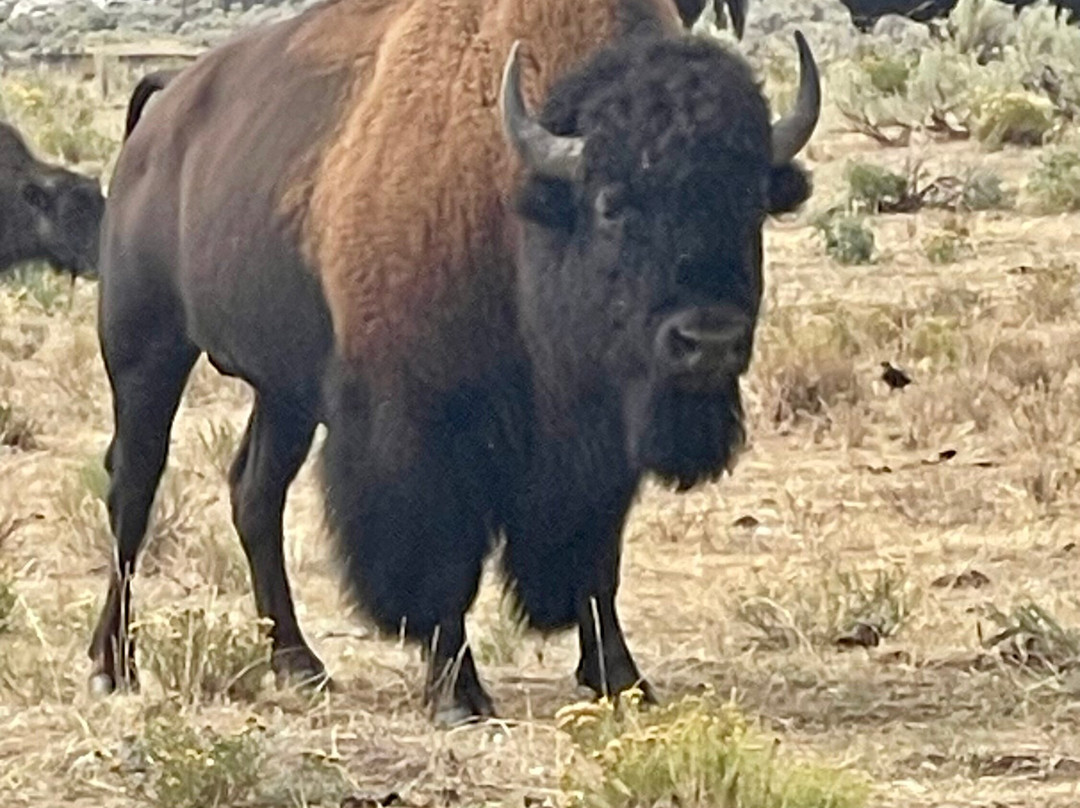 Yellowstone Wolf Tracker-加德纳必去景点