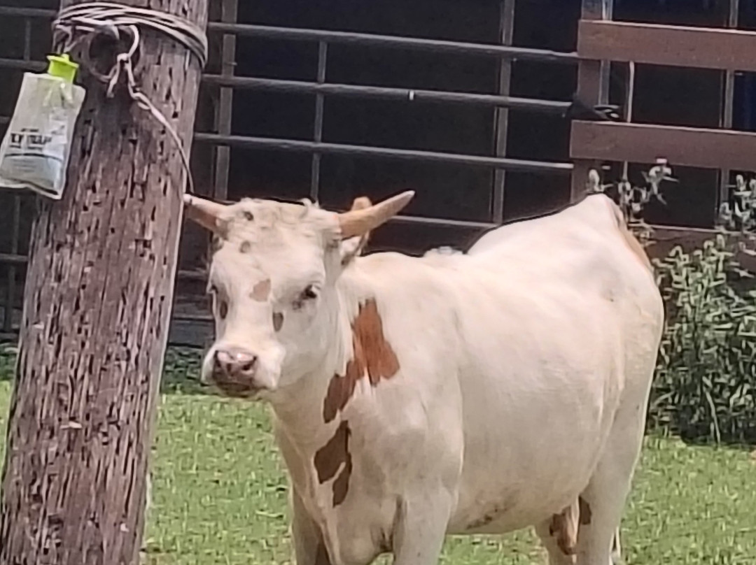 Turquoise Acres Ranch-卡蒂必去景点