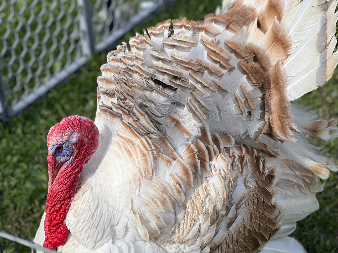 Harmony Acres Ranch & Petting Farm-Cornville必去景点