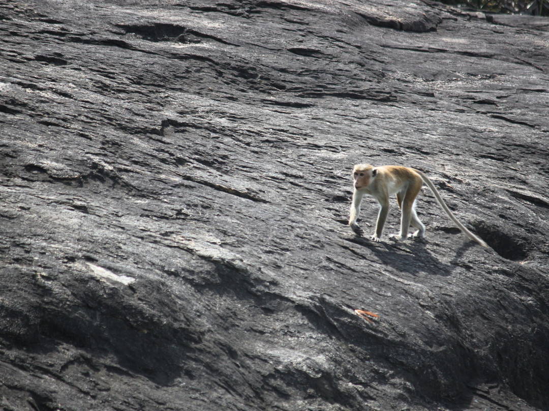 Mount Travels & Tours-拉非尼亚山必去景点