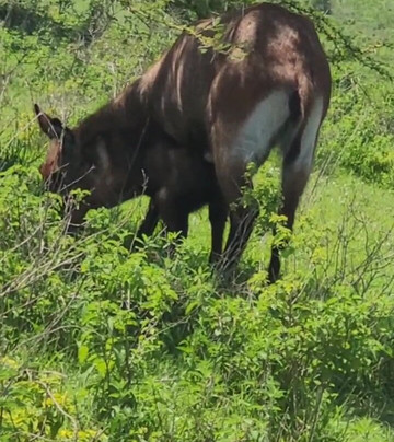 Expeditions Wild Jungle-Karen必去景点