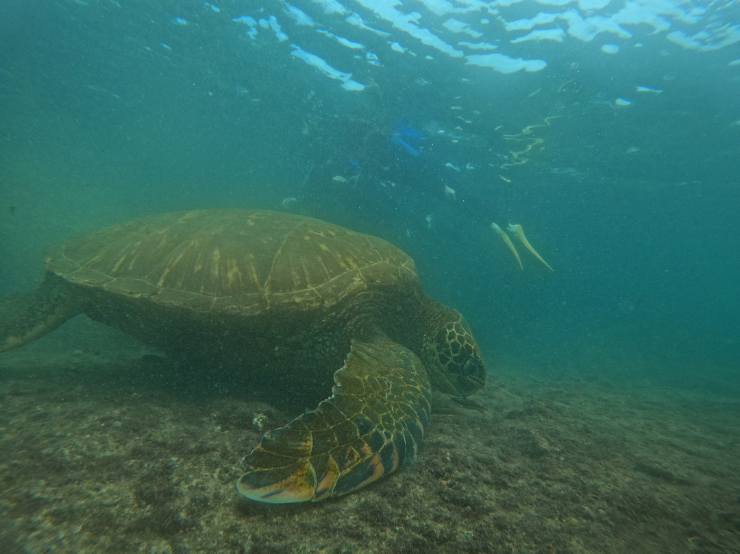 Las Tintoreras-维里亚米尔港必去景点